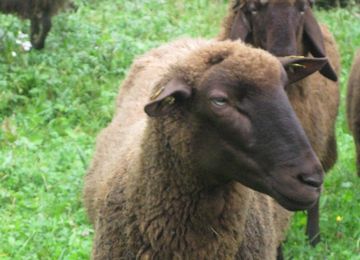 Lammbert
